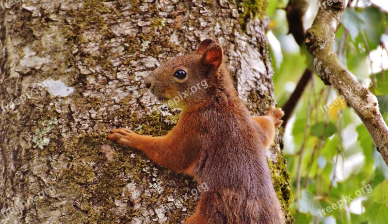 Squirrel Nager Cute Nature Rodent