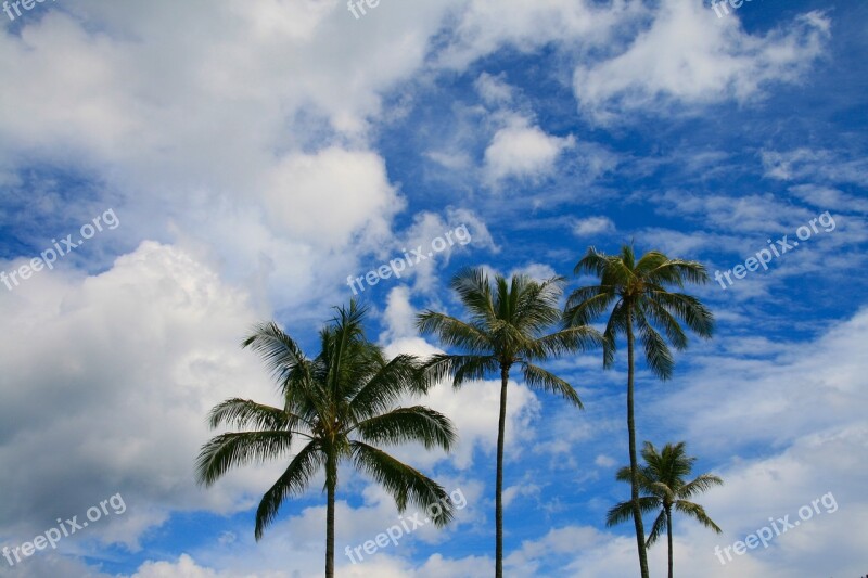 Palms Palm Tree Sky Blue Tree