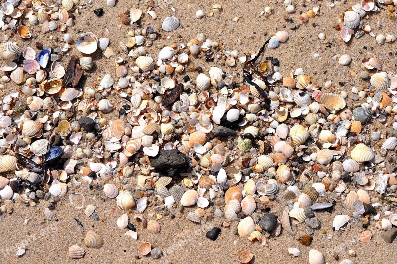 Mussels Beach Sea Ebb Washed Ashore