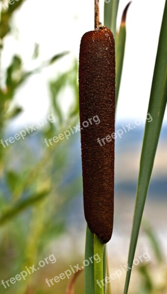 Truncheon Water Truncheons Szerokolistna Wild Vegetation Wetland Maturation