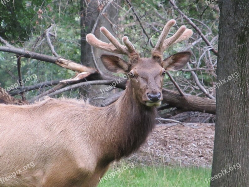 Red Deer Portrait Animal Buck Standing