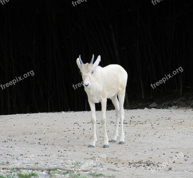 Gazelle Antelope Wildlife Young Nature