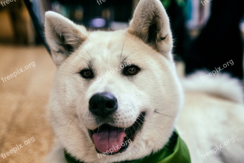 Akita Dog Canine Portrait Domestic