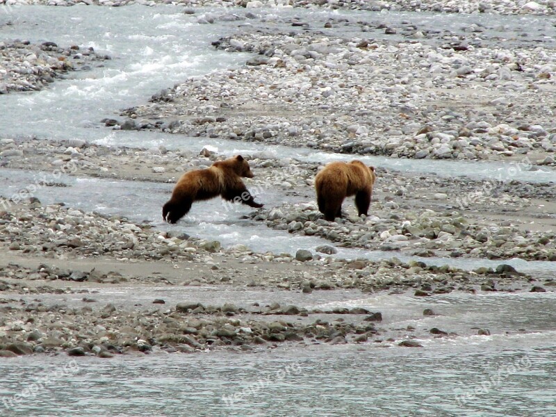 Brown Bears Water Standing Jumping Wildlife