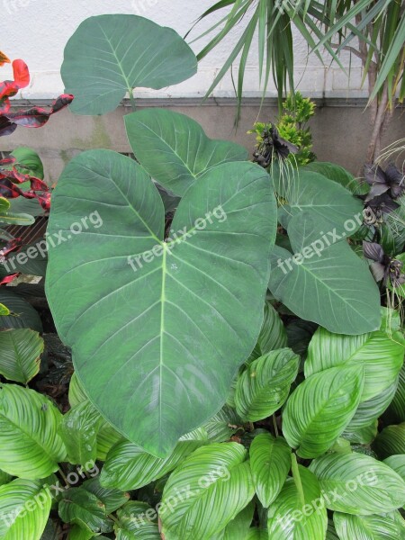 Elephant Ears Leaves Plants Green Large