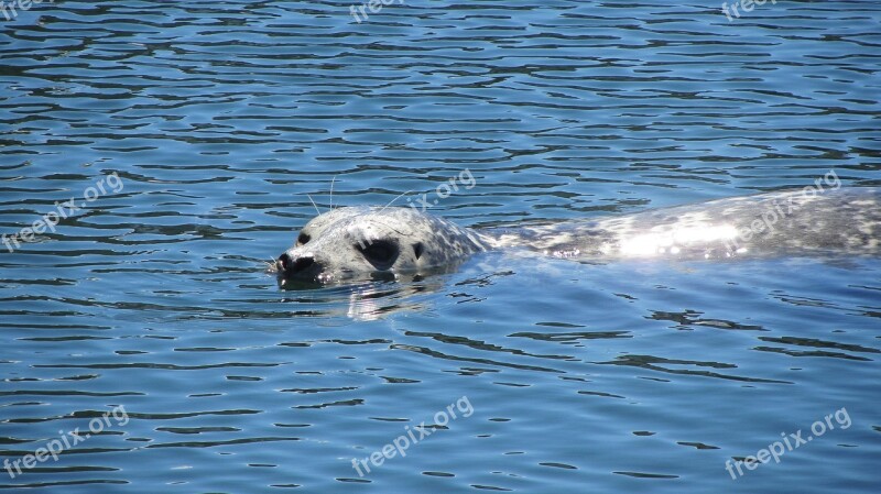 Seal Sea Whiskers Animals Nature