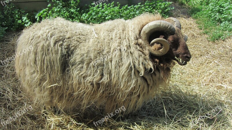 Sheep Farm Cattle Agriculture Agricultural