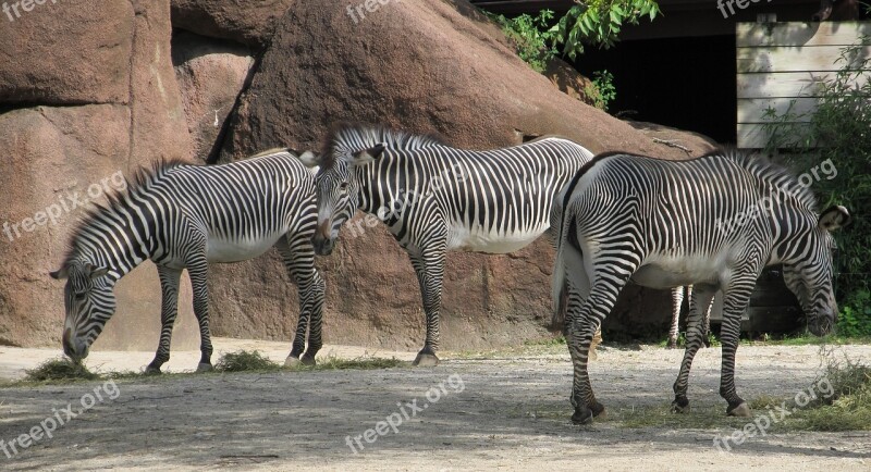 Zebras Mammal Three Zoo Enclosure