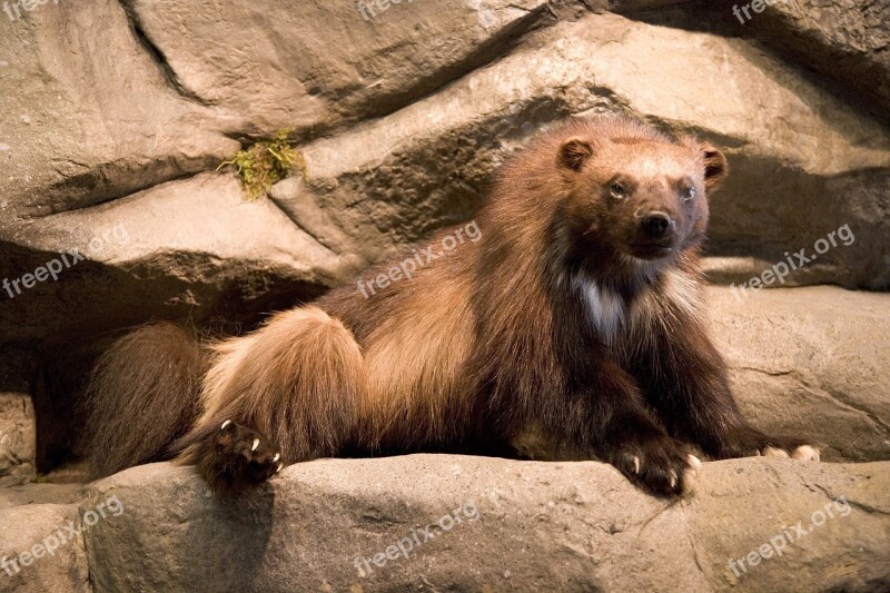 Wolverine Weasel Animal Mammal Zoo