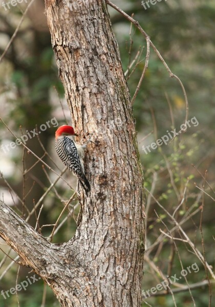 Red Bellied Woodpecker Bird Wildlife Nature Red