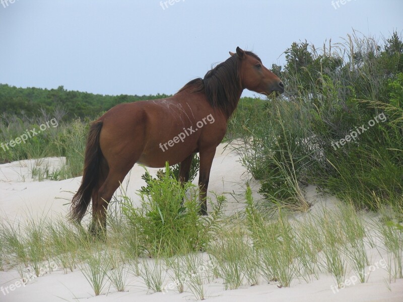 Wild Horse Assateague Island Virginia Beach Wildlife