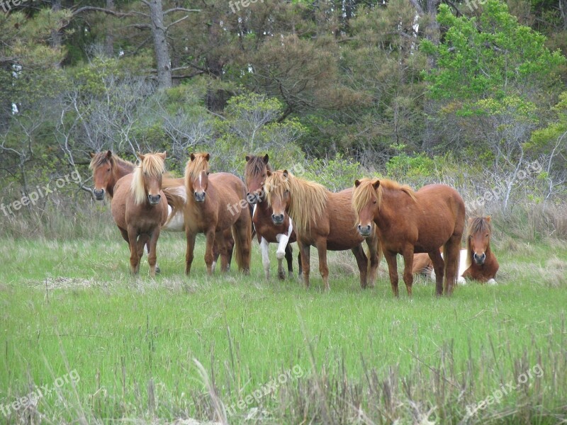 Feral Horses Wild Grazing Panorama Landscape