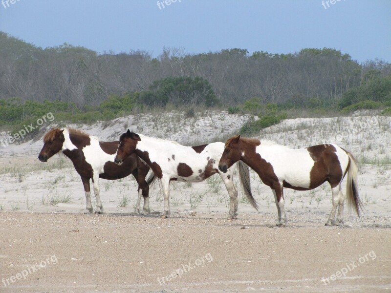 Wild Ponies Looking Pinto Assateague Island Virginia