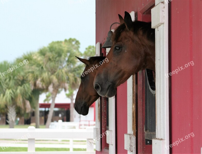 Stable Horses Animals Mammals Stallions