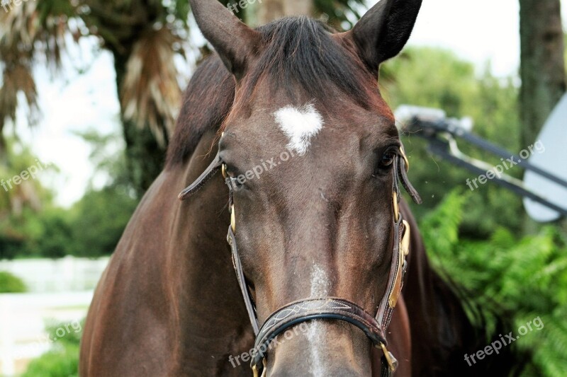 A Horse Head Horse Animal Stallion Mammal