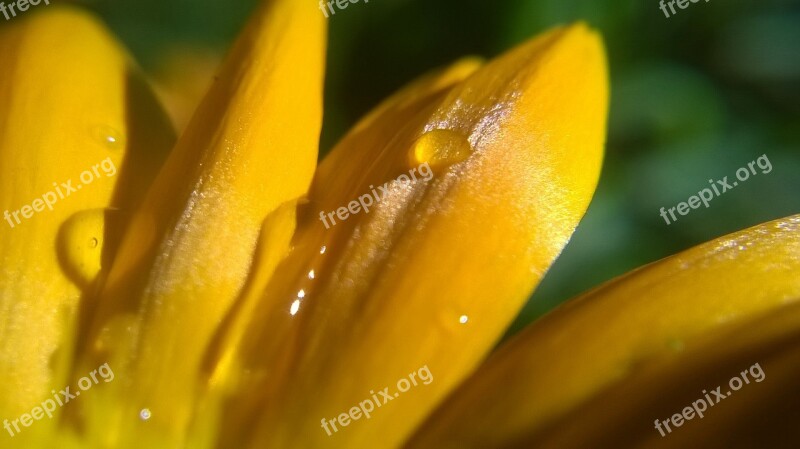 Flower The Petals Yellow A Drop Of Nature