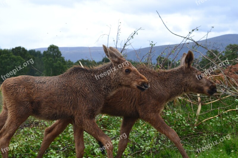 Moose Nature Park Scotland Animal