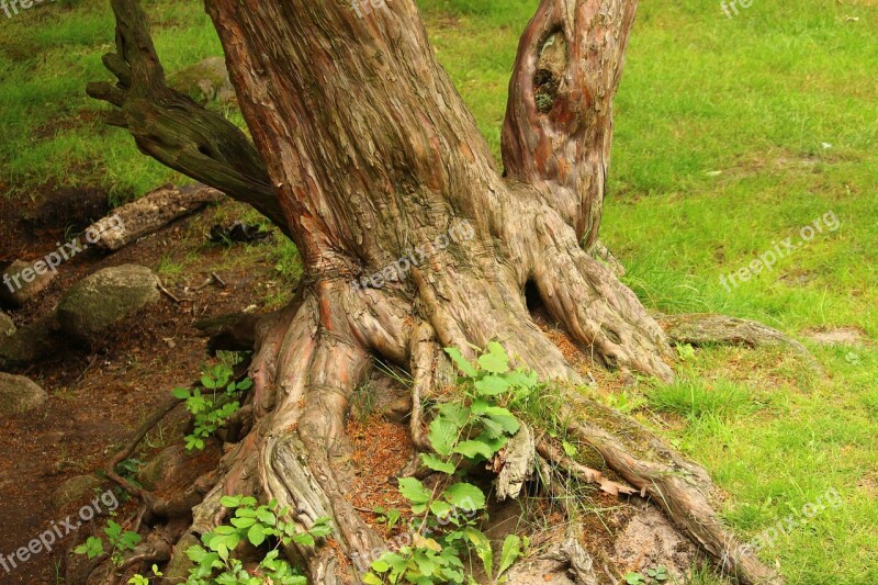 Tree Root Gnarled Wood Log