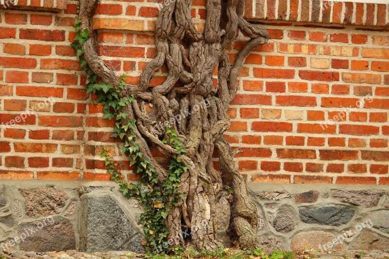 Wine Root Engine Plant Gnarled