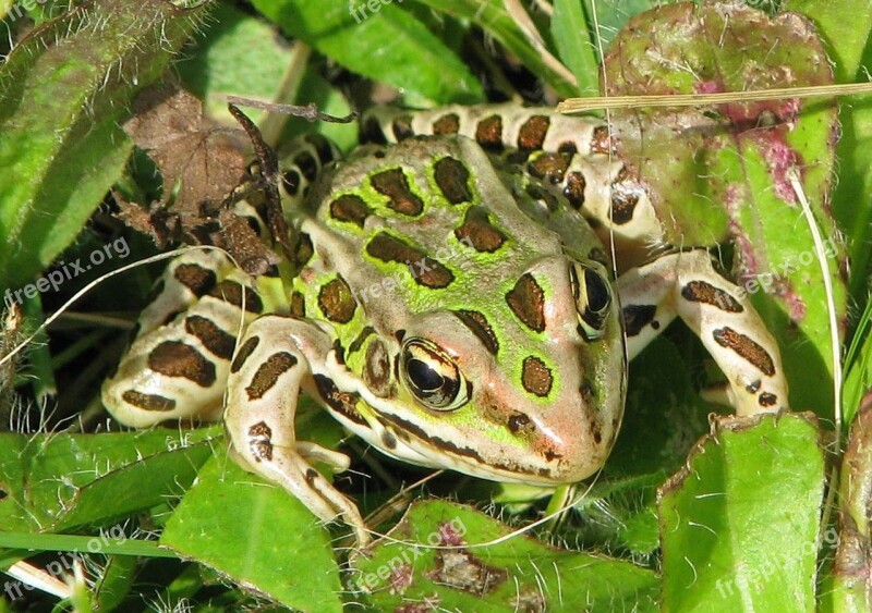 Northern Leopard Frog Lithobates Pipiens Rana Pipiens Common Grass Frog Lab Frog