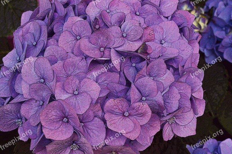 Hydrangea Flower Pink Purple Summer