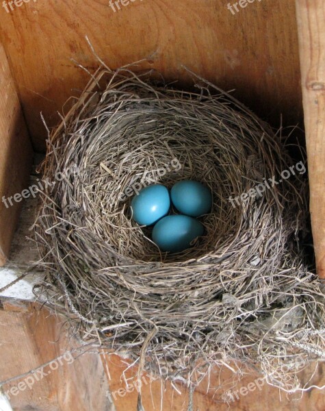 American Robin Turdus Migratorius Nest Nesting Box Eggs