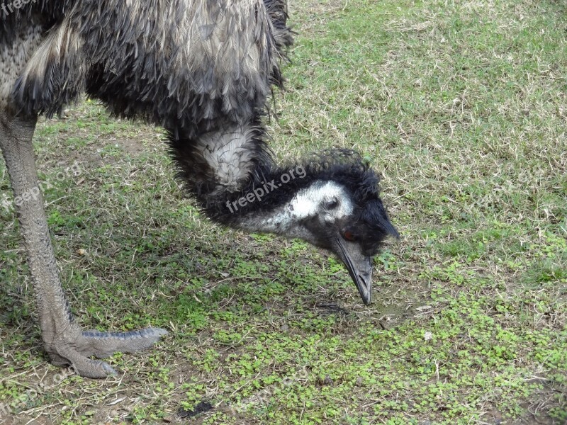 Emu Bird Australia Wildlife Flightless