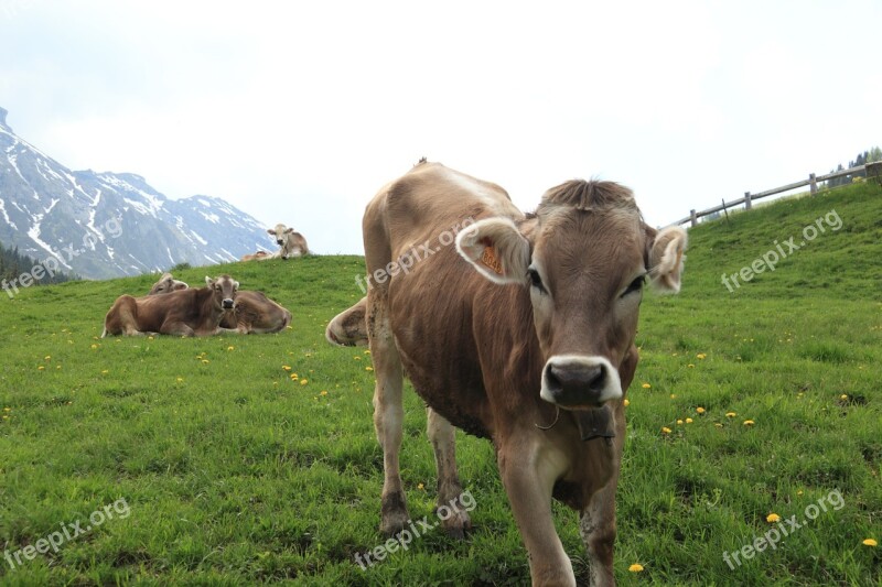 Italy Cow Mountain Pastureland Cowbell