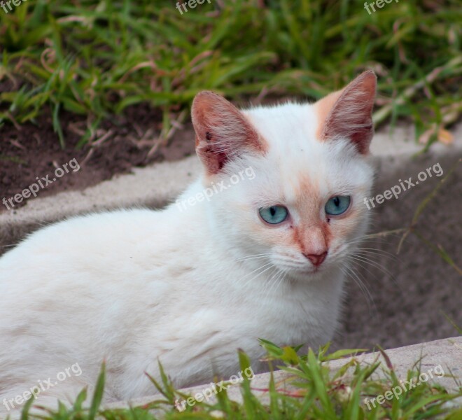 Cat White Pet Kitten Cute