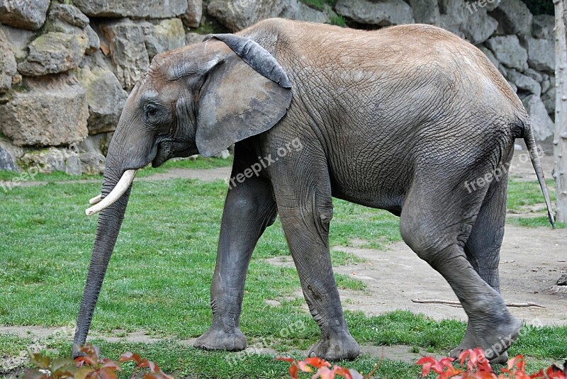 Elephant Zoo Pachyderm Captivity Free Photos