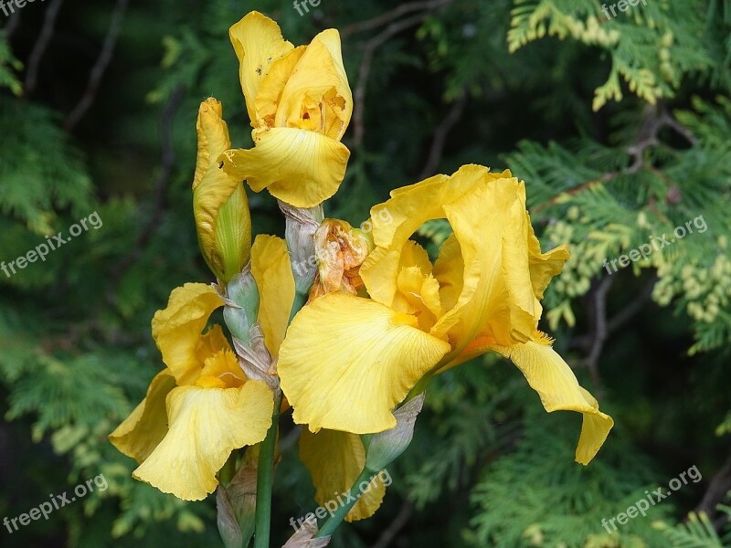 Iris Yellow Flower Plant Yellow Flower