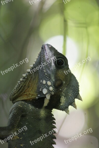 Chameleon Animal Australia Free Photos