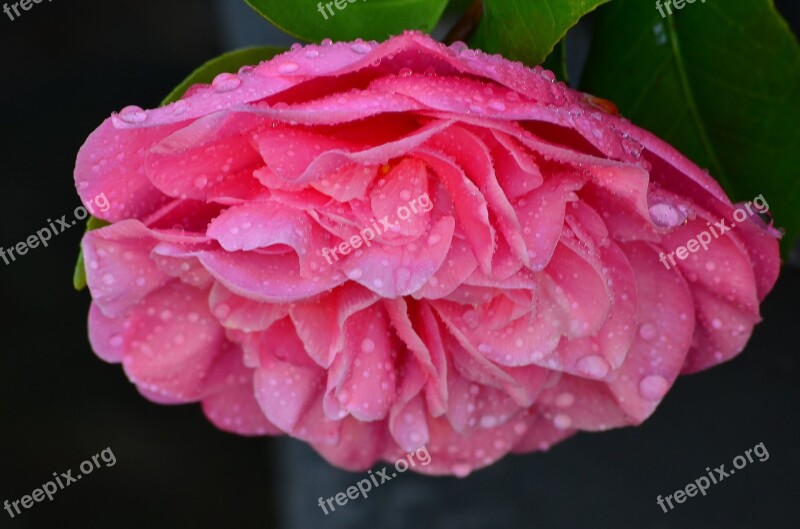 Pink Flower Bloom Flower Pink Spring