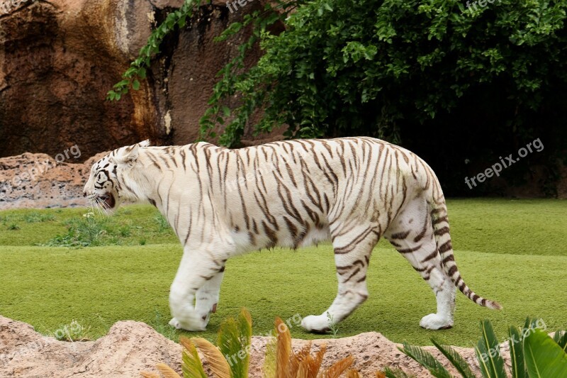 Tiger White Tiger Feral Cat Predator Animal