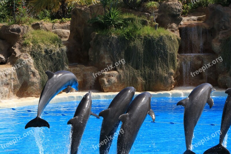 Dolphins Preview Loro Park Tenerife Fun