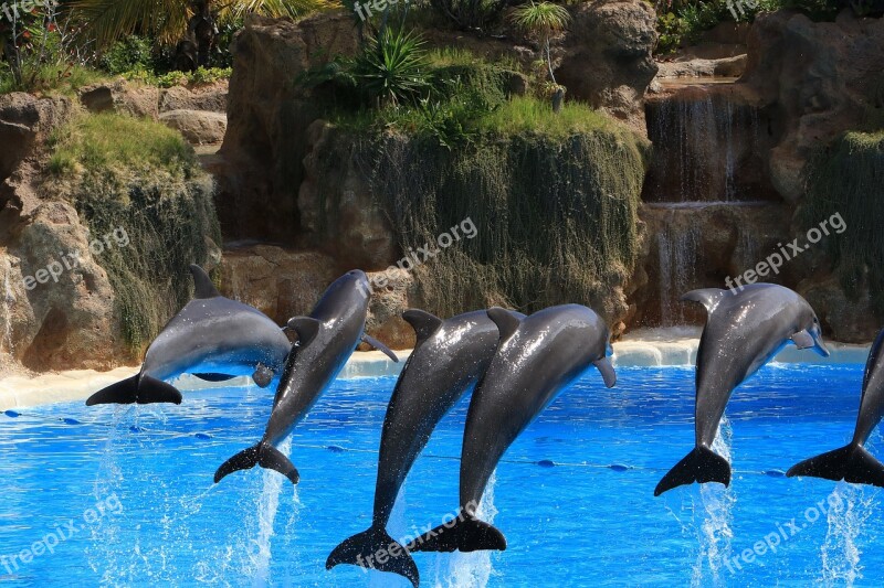 Dolphins Herd Preview Tenerife Loro Park