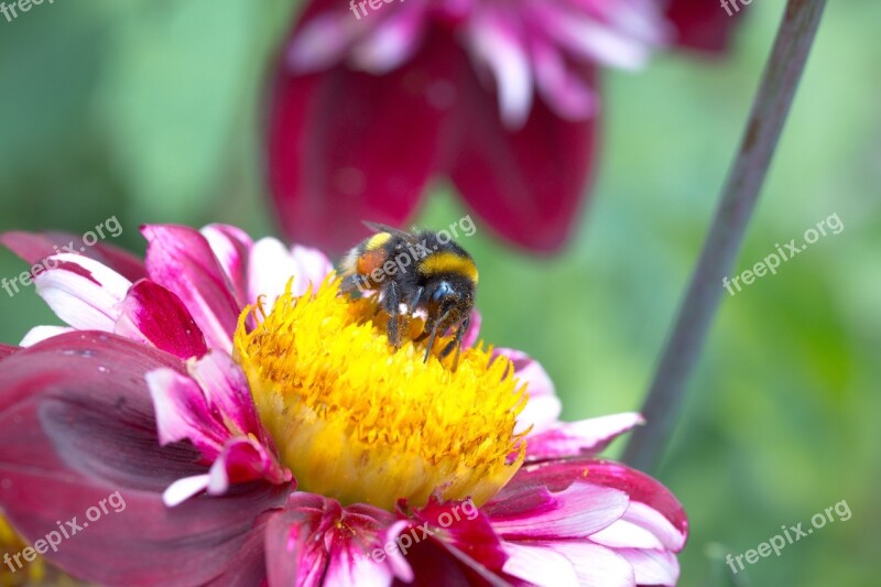 Dahlia Hortensis Hummel Blossom Bloom Macro