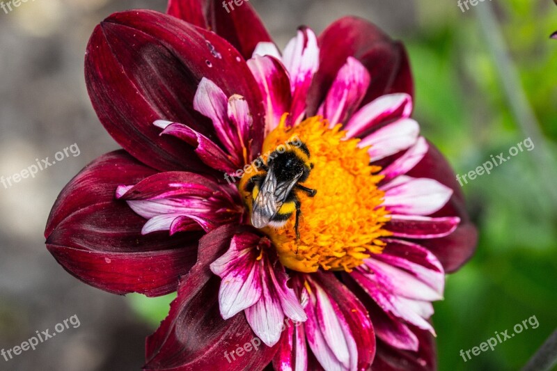 Dahlia Hortensis Hummel Blossom Bloom Macro