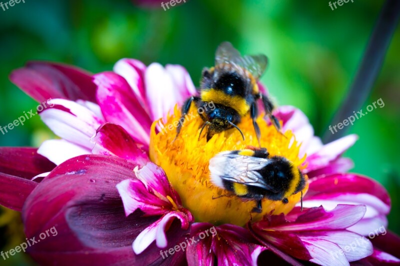 Dahlia Hortensis Hummel Blossom Bloom Macro