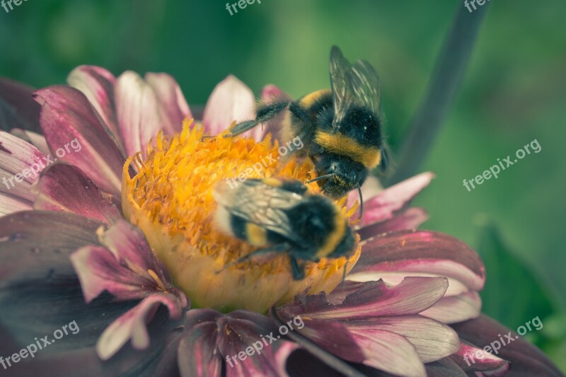 Dahlia Hortensis Hummel Blossom Bloom Macro