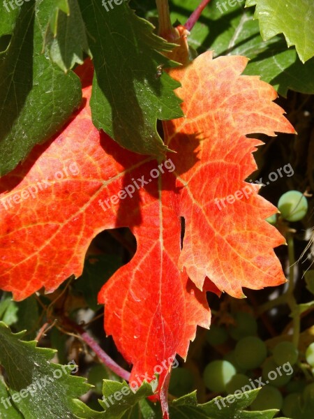 Vine Leaf Red Leaf Viticulture Free Photos