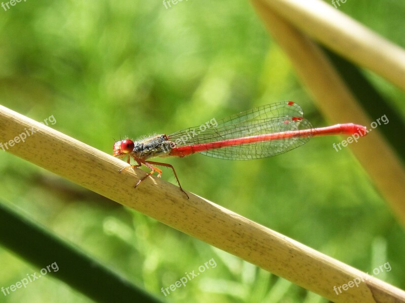 Red Dragonfly Dragonfly Stem Aquatic Environment Damselfly