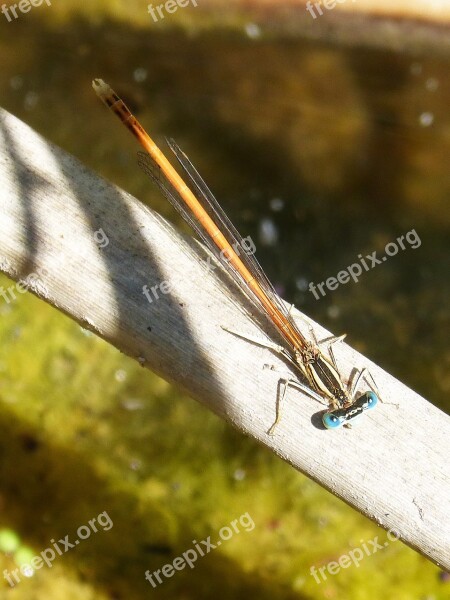 Dragonfly Orange Dragonfly Cane River Flying Insect