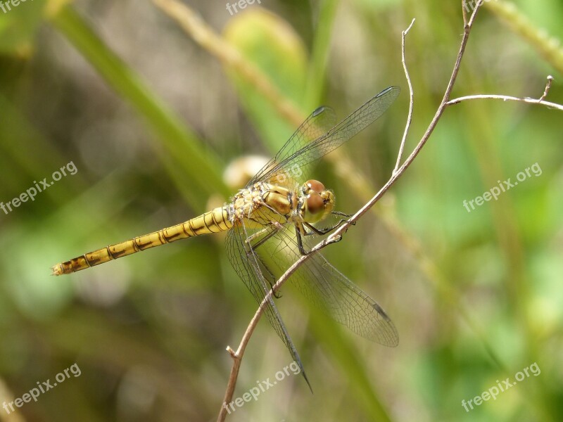 Dragonfly Yellow Dragonfly Cordulegaster Boltonii Branch Aquatic Environment