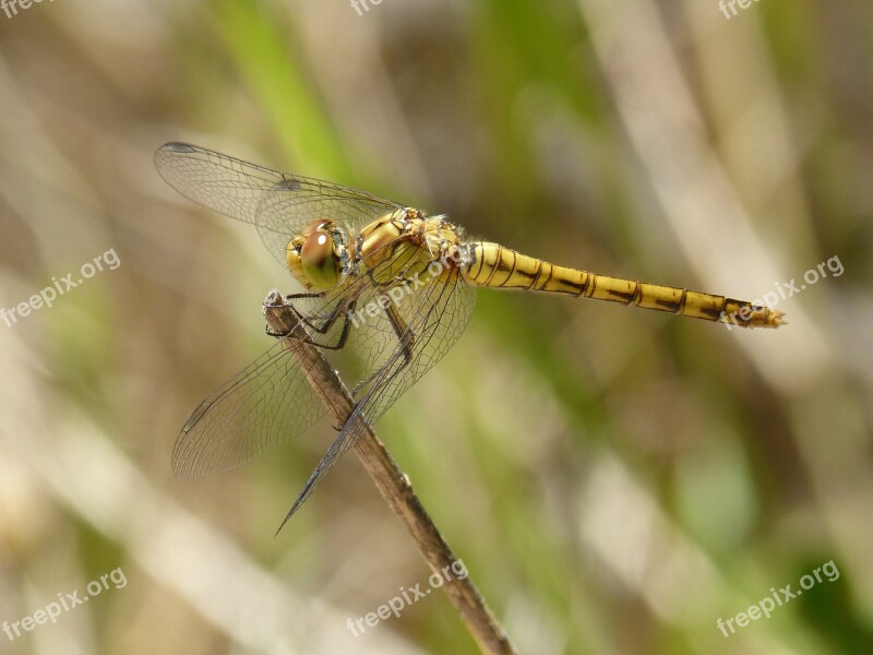 Dragonfly Yellow Dragonfly Cordulegaster Boltonii Branch Aquatic Environment