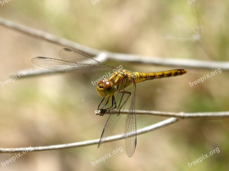 Dragonfly Yellow Dragonfly Cordulegaster Boltonii Branch Aquatic Environment