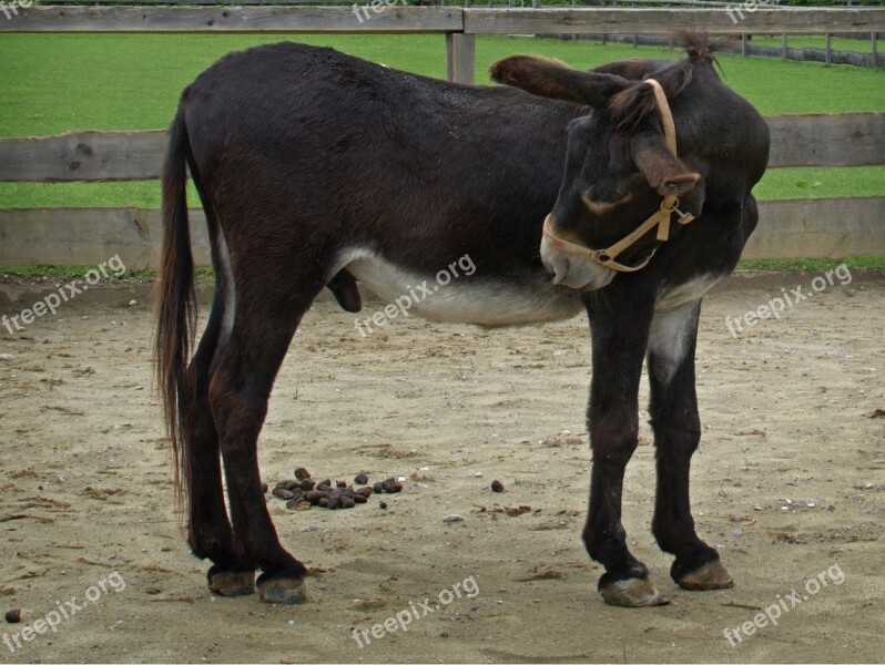 Mule Hinnus Foal Donkey Young Animal