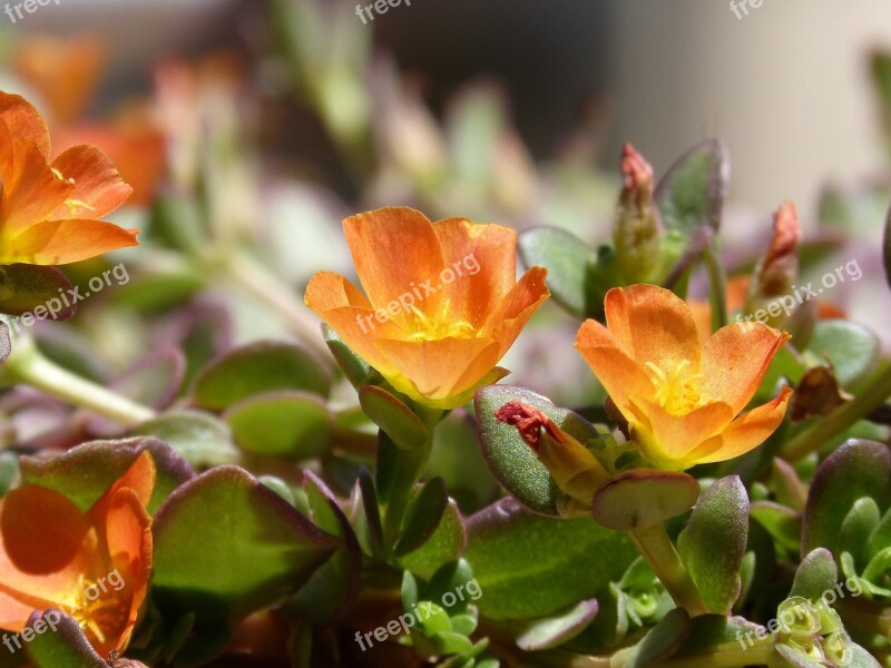 Gross Floor Flowering Plant Orange And Yellow Free Photos