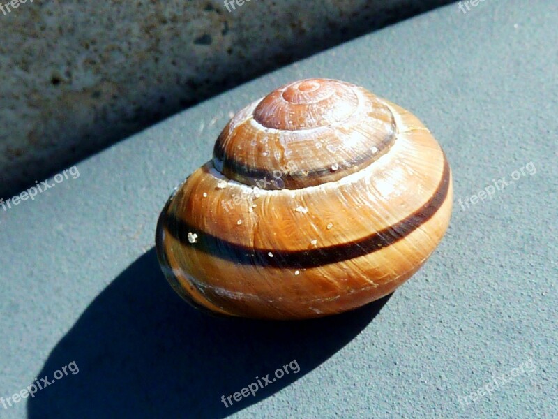 Snail Shell Mollusk Close Up Slowly