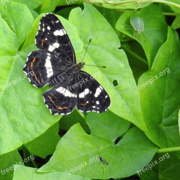 Butterfly European Map Insect Leaves Bindweed